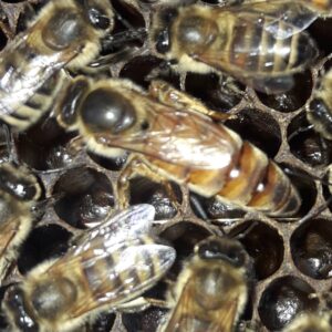 Königin Königinnen