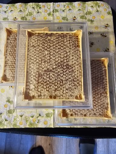 1000032003 Wabenhonig